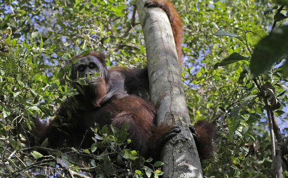 Sauvés du feu à Bornéo, huit orangs-outans ont été relâchés