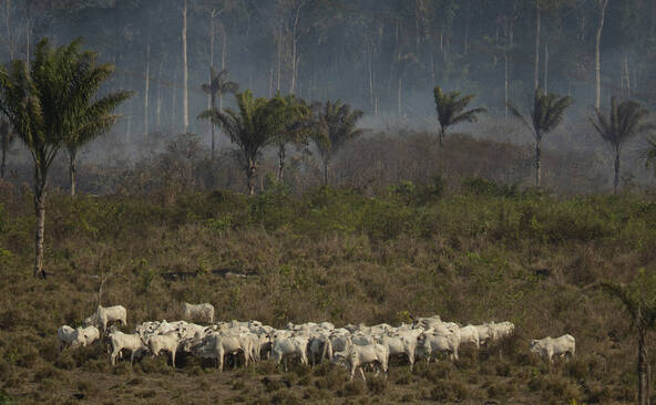 La déforestation ralentit dans le monde, pas en Afrique centrale