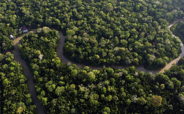 La déforestation en Amazonie au plus bas depuis 1988