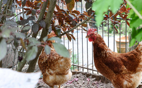 Thônex (GE): la ferme s'invite en ville