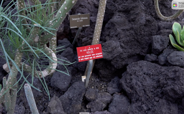 Vols de plantes : le Jardin botanique constate une accalmie, mais reste prudent