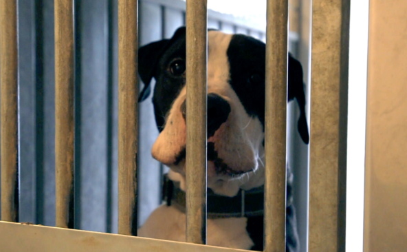 Crise à la SPA: le vétérinaire cantonal ouvre une instruction