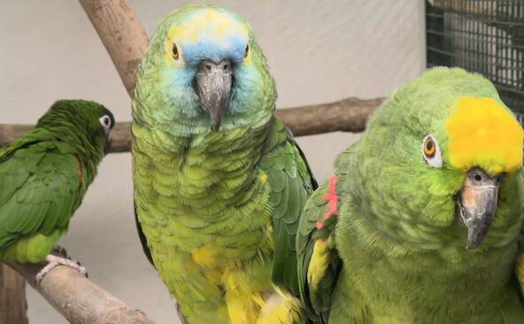 Le Bioparc récupère une importante saisie des douanes