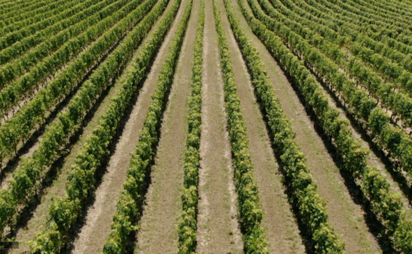 À quoi ressembleront les vins genevois dans 70 ans ?