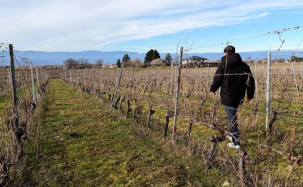Un négociant en vin abandonne une partie du vignoble genevois