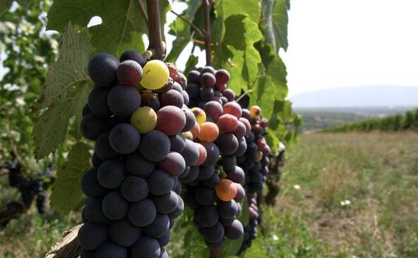 Crise du vin: les vignerons saluent les mesures genevoises