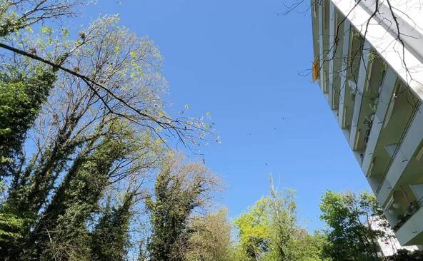 Nyon cherche la solution contre les nuisances des corbeaux freux