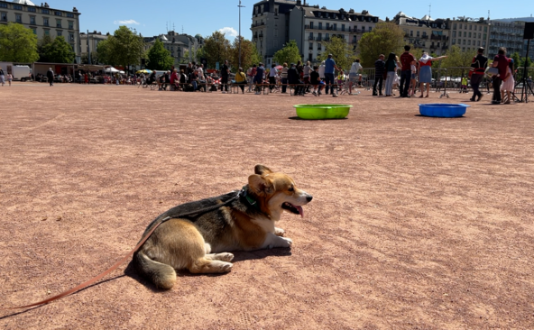 Les chiens à la fête sur la plaine de Plainpalais