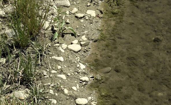 Sécheresse: la crainte d'un été meurtrier pour les cours d'eau genevois