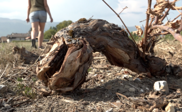 À Genève, des vendanges précoces mais des viticulteurs à genoux