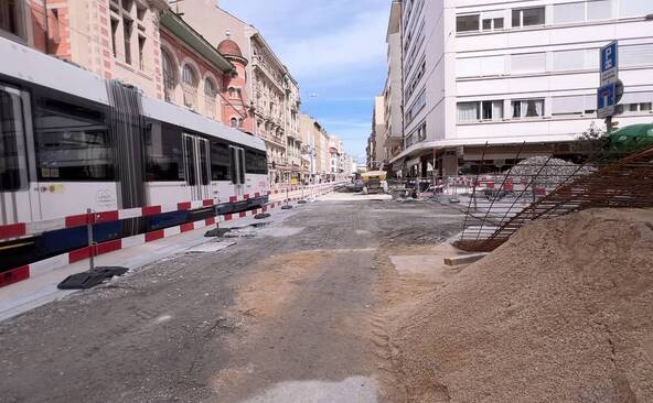 Interrogations au sujet des arbres de la rue de Carouge