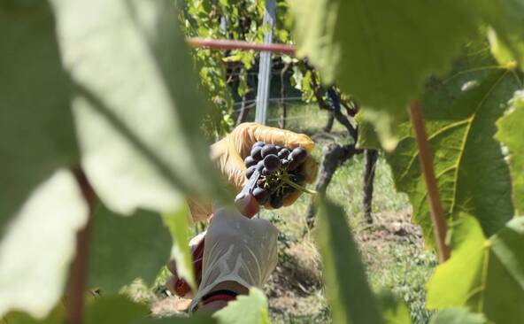 Dans les vignes genevoises, les vendanges ont déjà commencé