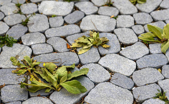 La Ville de Genève va devoir abattre 35 arbres dangereux