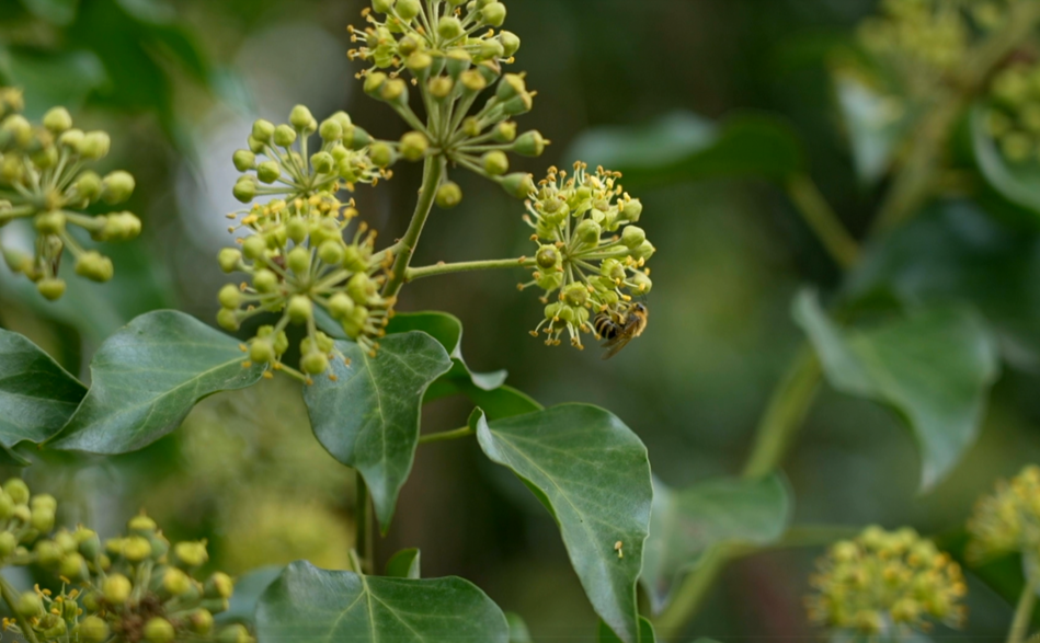 Genève Grandeur Nature